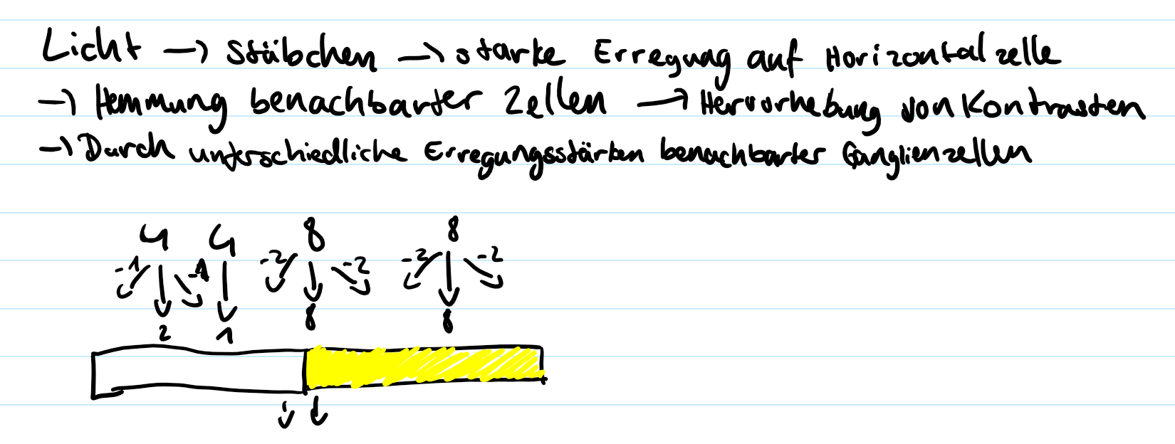 Das Verschaltungsprinzip der Horizontalzellen mit den Zapfen und Stäbchen und der Amakrinzellen mit den Ganglienzellen. Dieses sorgt dafür, dass Kontraste verstärkt wahrgenommen werden, in dem Licht, das auf eine Lichtsinneszelle fällt die Lichtempfindlichkeit der banchbarten Lichtsinneszelle beeinflusst.
