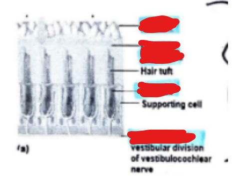 <p>Label the different parts of a maculae from top to bottom…</p>