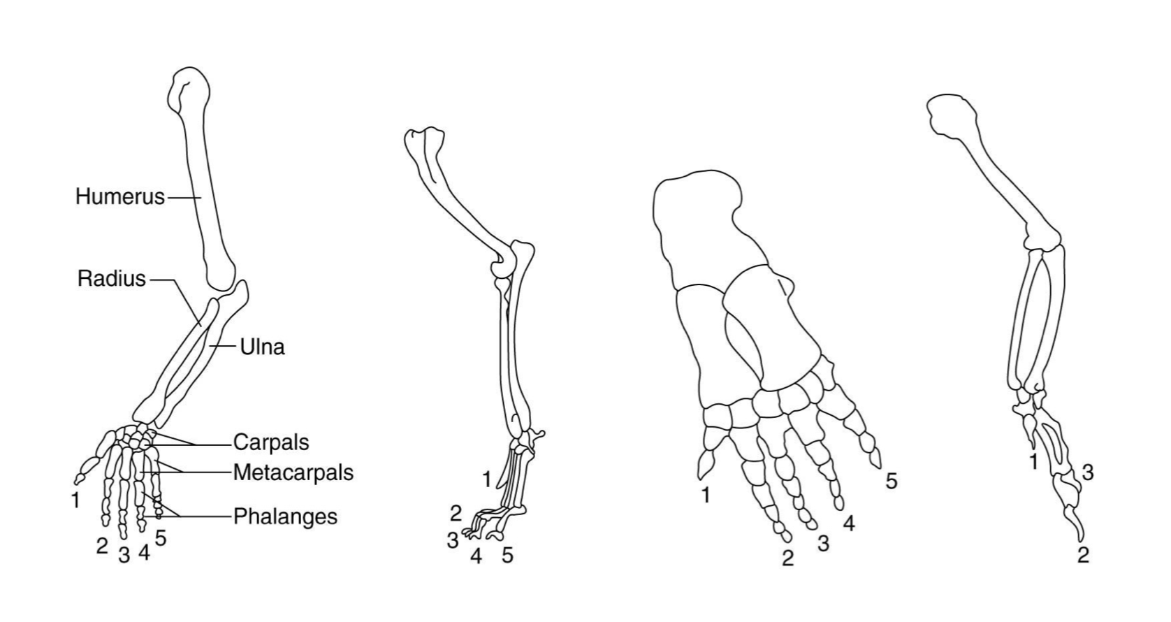 <p><span>&nbsp;</span><strong><span>homologous</span></strong><span>.</span></p>