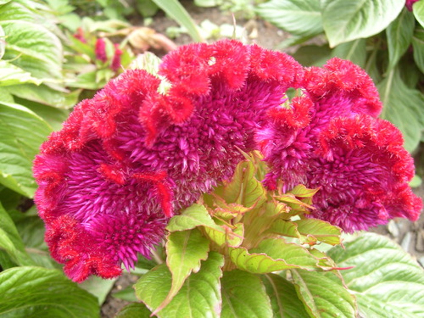 <p>Midrib gets progressively lighter in color towards end of leaf</p><p>Fasciated, large crested flower heads (3-12" across), with each flower head somewhat resembling the comb of a rooster.</p><p>Flower colors include bright shades of orange, red, purple, yellow and pink.</p><p>Flowers bloom throughout summer into fall (sometimes to frost) on stems clad with spear-shaped green to red purple leaves.</p>
