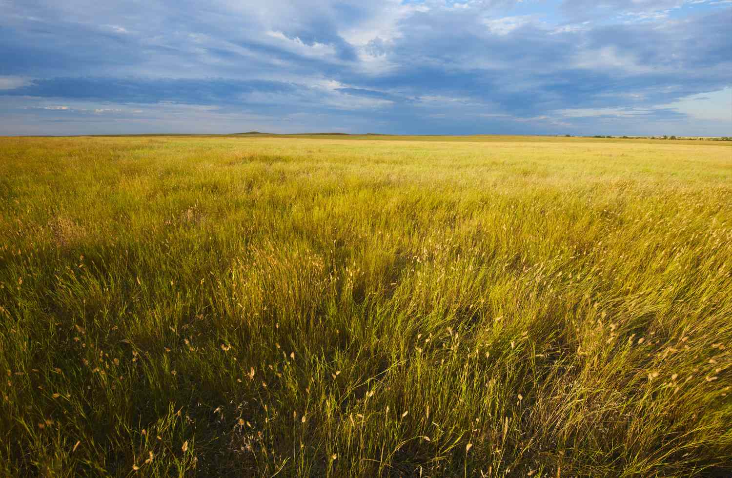 <p>A biome at midlatitude regions and is dominated by grass </p>