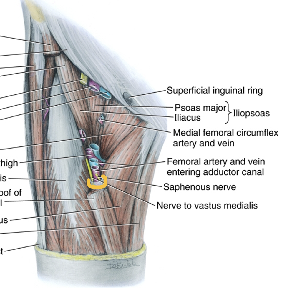 <p>What is the adductor canal?</p>