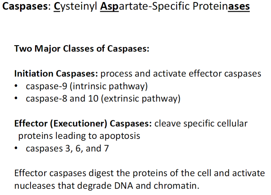 <p><strong>Definition</strong><br> Caspases = Cysteinyl Aspartate-Specific Proteinases (enzymes that cleave proteins at specific sites containing aspartate)</p><p><strong>Initiation Caspases</strong><br> Process and activate effector caspases<br> Caspase-9: intrinsic (internal signal) pathway<br> Caspase-8 and Caspase-10: extrinsic (external signal) pathway</p><p><strong>Effector (Executioner) Caspases</strong><br> Cleave specific cellular proteins to dismantle the cell<br> Caspase-3, Caspase-6, Caspase-7<br> Activate nucleases that degrade DNA and chromatin<br> Essential for completing apoptosis</p>