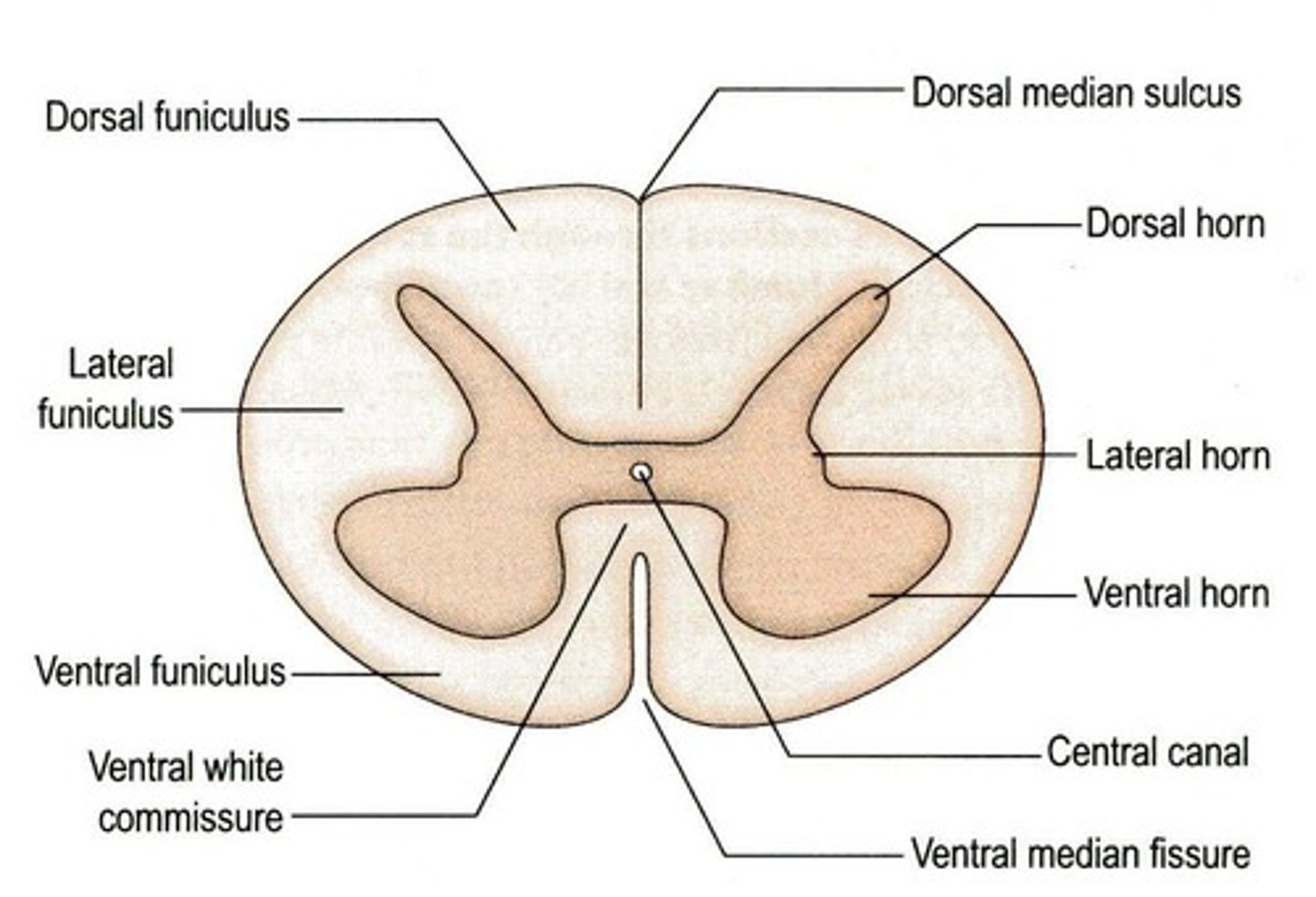 <p>External depressions</p><p>-Posterior median sulcus</p><p>-Anterior median fissure</p>