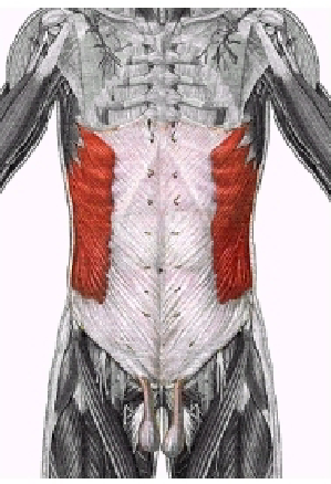 <p>What muscle is this?</p>