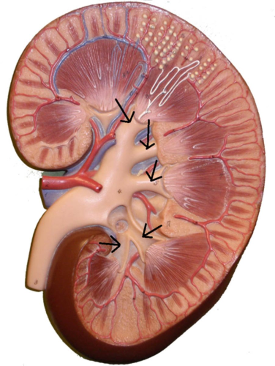 <p>cup-shaped structures that collect urine from minor calyces, and channel it into the renal pelvis.</p>