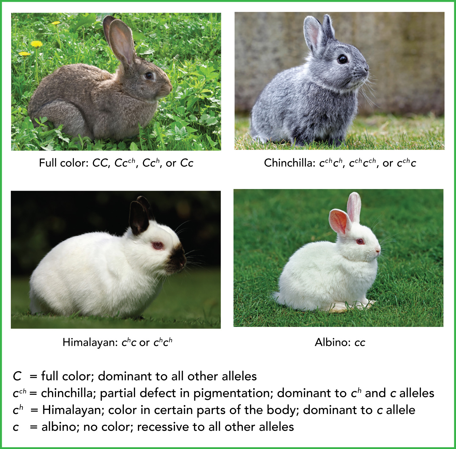 <p>When a gene has more than two allele forms in a population</p>