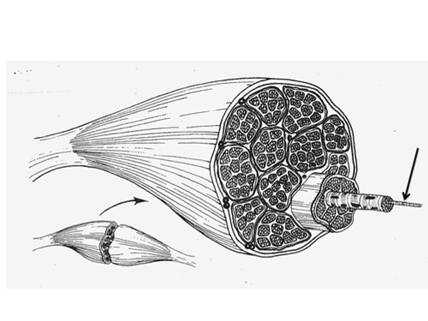 <p>tightly packed filament bundles found within skeletal muscle fibers</p>