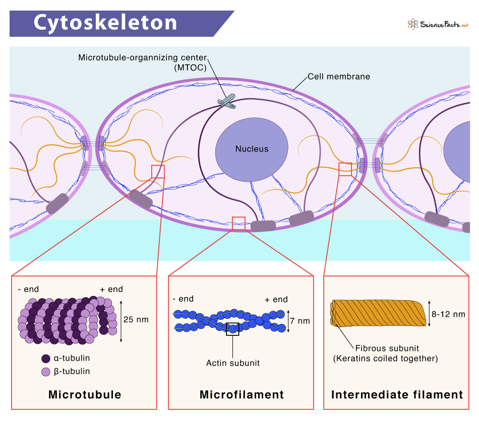 <ul><li><p>Microfilaments:</p><ul><li><p>Rod-like microfilaments which is a polymer of the monomer actin</p></li><li><p>About 7nm is diameter</p></li></ul></li><li><p>Intermediate filaments:</p><ul><li><p>About 10 nm is diameter </p></li></ul></li><li><p>Microtubules</p><ul><li><p>Straight and cylindrical, made of protein subunits called tubulin</p></li><li><p>About 18-30 nm in diameter </p></li></ul><p></p></li></ul>