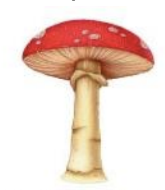<p>“stalked spore” fungi - spores on a pedestal </p>