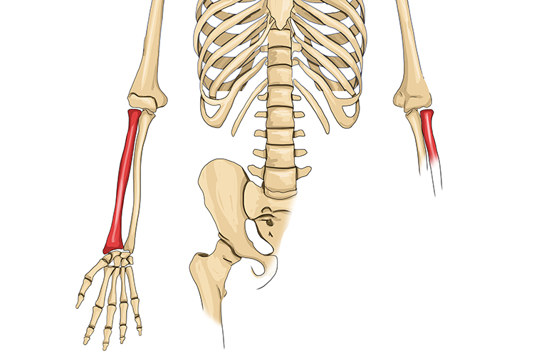 <p>forearm bone on lateral side, thumb side</p>