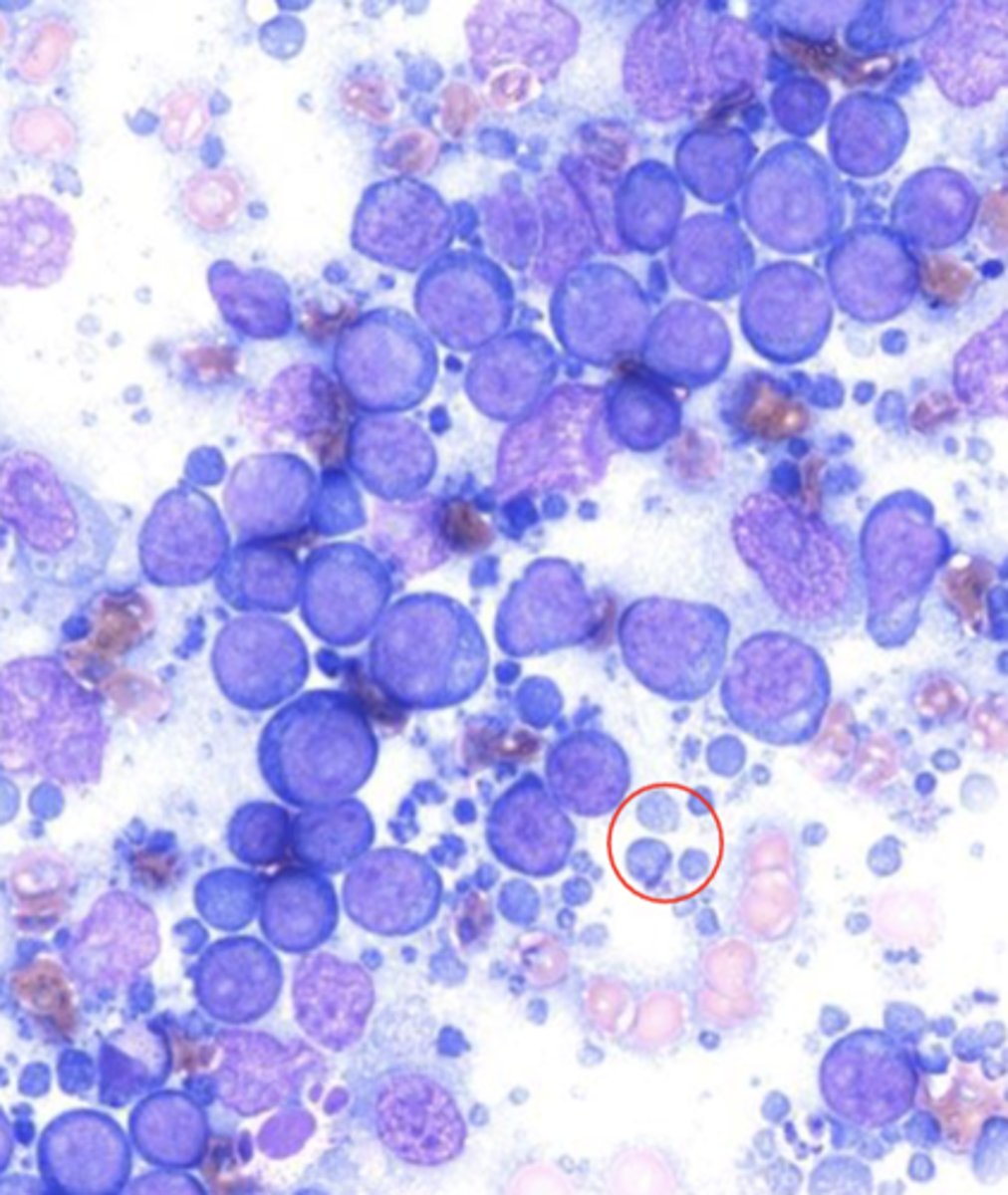 <p>normal or abnormal?</p>