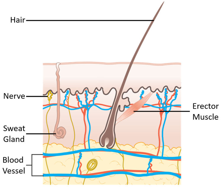 <p>erector muscle</p>