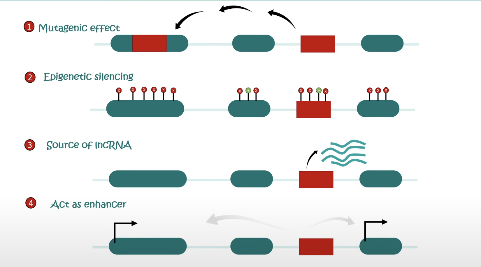 <ul><li><p>If a transposon jumps and lands in the coding sequence of a strucutral gene, then it would disrupt that particular gene, so the functional product of that gene may not be obtained</p></li><li><p>Transposon has activity on gene expression</p></li><li><p>Can act as an enhancer or repressor </p></li></ul><p></p>