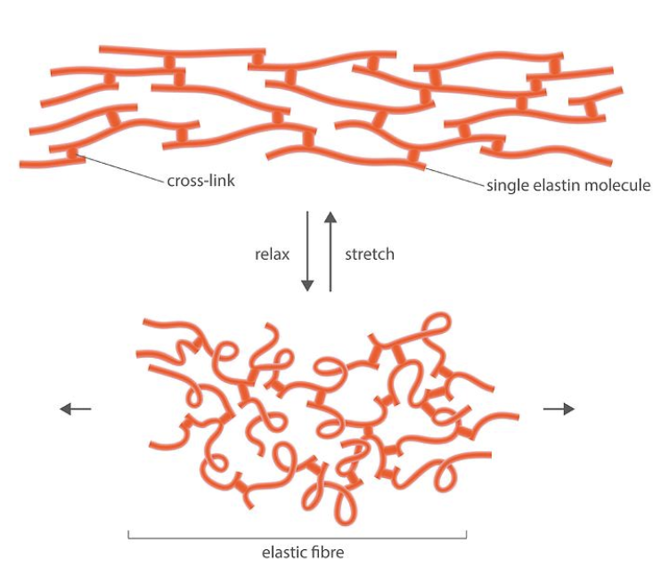 <ul><li><p>One of the main molecules that make up the ECM</p></li><li><p>It provides stretch to the ECM</p></li><li><p><span style="background-color: transparent;"><span>The covalent bonds between strands of elastin is called a </span><u><span>covalent crosslink</span></u></span></p></li><li><p><span style="background-color: transparent;"><span>When elastin is stretched, it forms a taut and weblike structure. As soon as elastin is relaxed again, covalent bonds pull it back into its curly and random conformation. </span></span></p></li><li><p><span style="background-color: transparent;"><span>When you grab skin on your arm and pull it, it snaps back into its original conformation as soon as you let go. This is because your skin has a lot of elastin in it</span></span></p></li></ul><p></p>