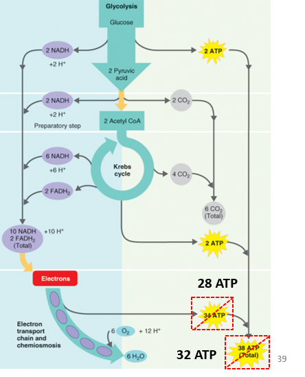 <p>-Regulate <strong>32 ATP</strong> per glucose molecule </p><ul><li><p><strong>28 ATP</strong> is regulated from oxidative phosphate </p></li></ul><p></p>