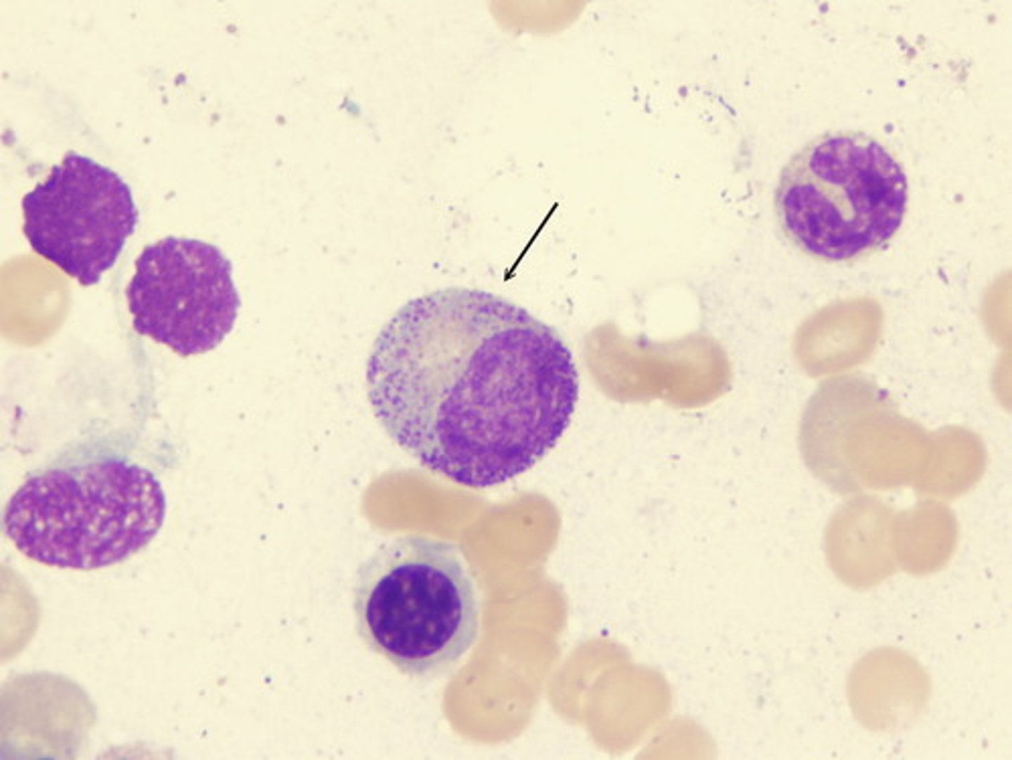 <p>myelocyte</p>