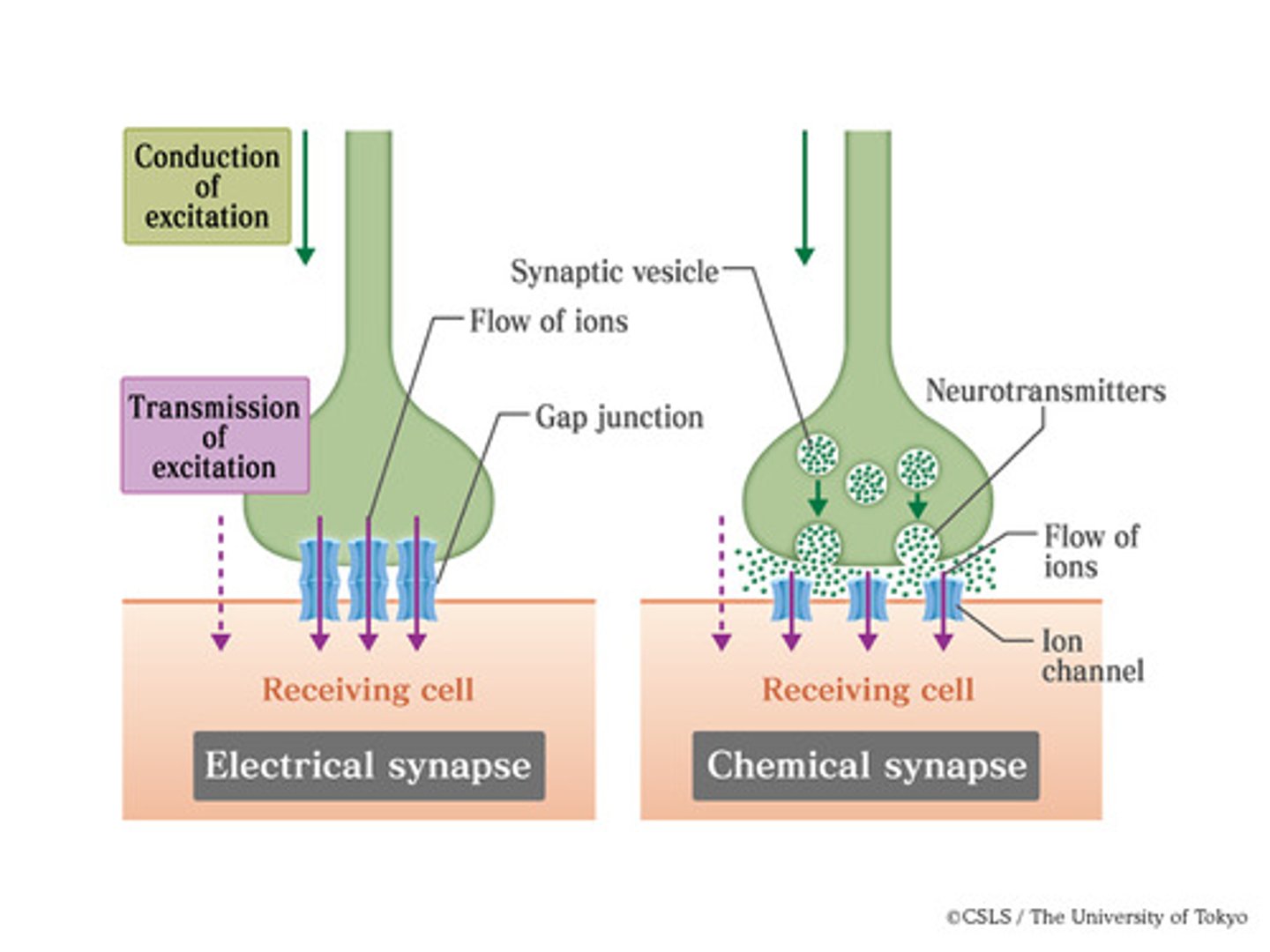 <p>A direct, fast connection between neurons where signals pass through gap junctions (tiny tunnels between cells).</p>