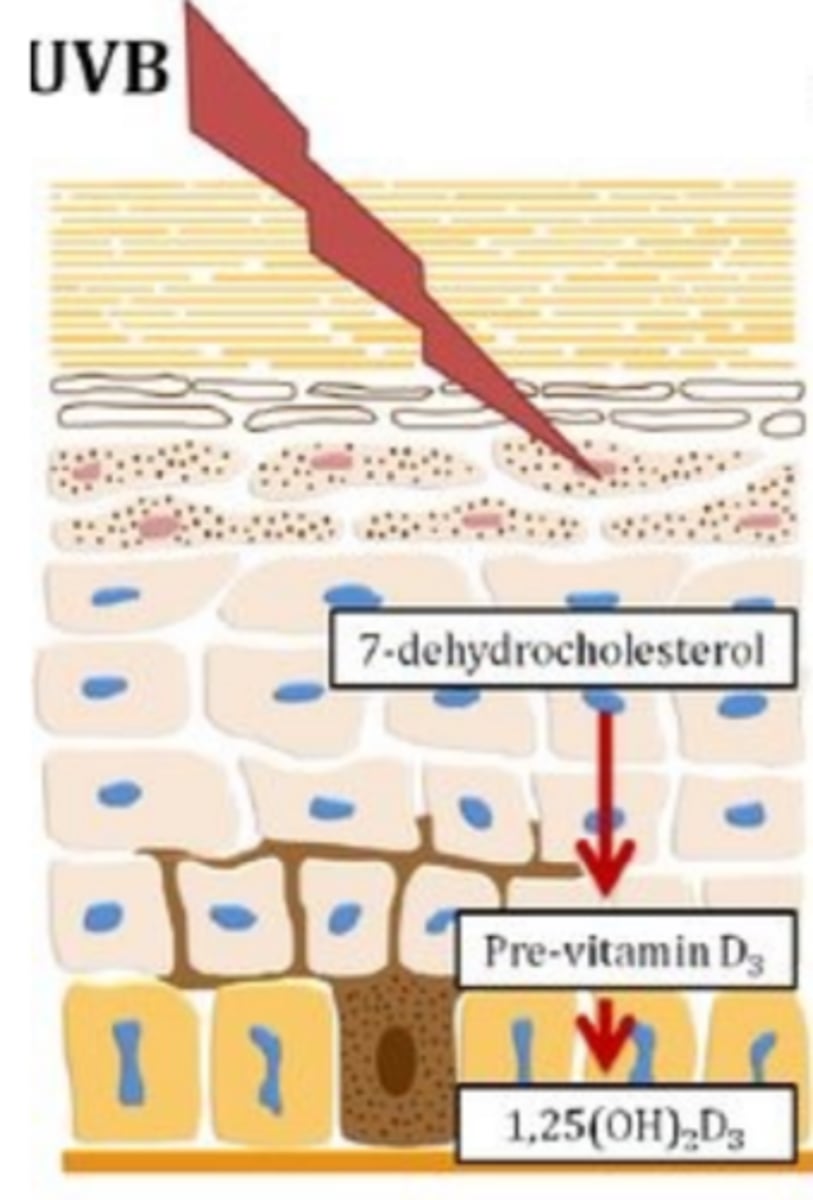 <p>synthesis of vitamin D in dermal blood vessels,</p><p>vitamin D precursor for calcium (need Vitamin D to absorb Calcium)</p>