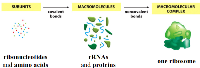 <p>amalgamation of different macromolecules to form one larger unit</p><p>e.g. one ribosome, made from many rRNAs and proteins, which are made from many ribonucleotides and amino acids</p><p>(extra info: 1 ribosome has 4 different rRNA species and 79 ribosomal proteins, held together by non-covalent interactions)</p>