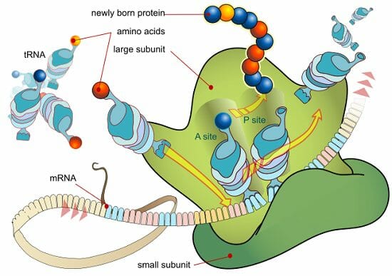 In ribosomal RNA