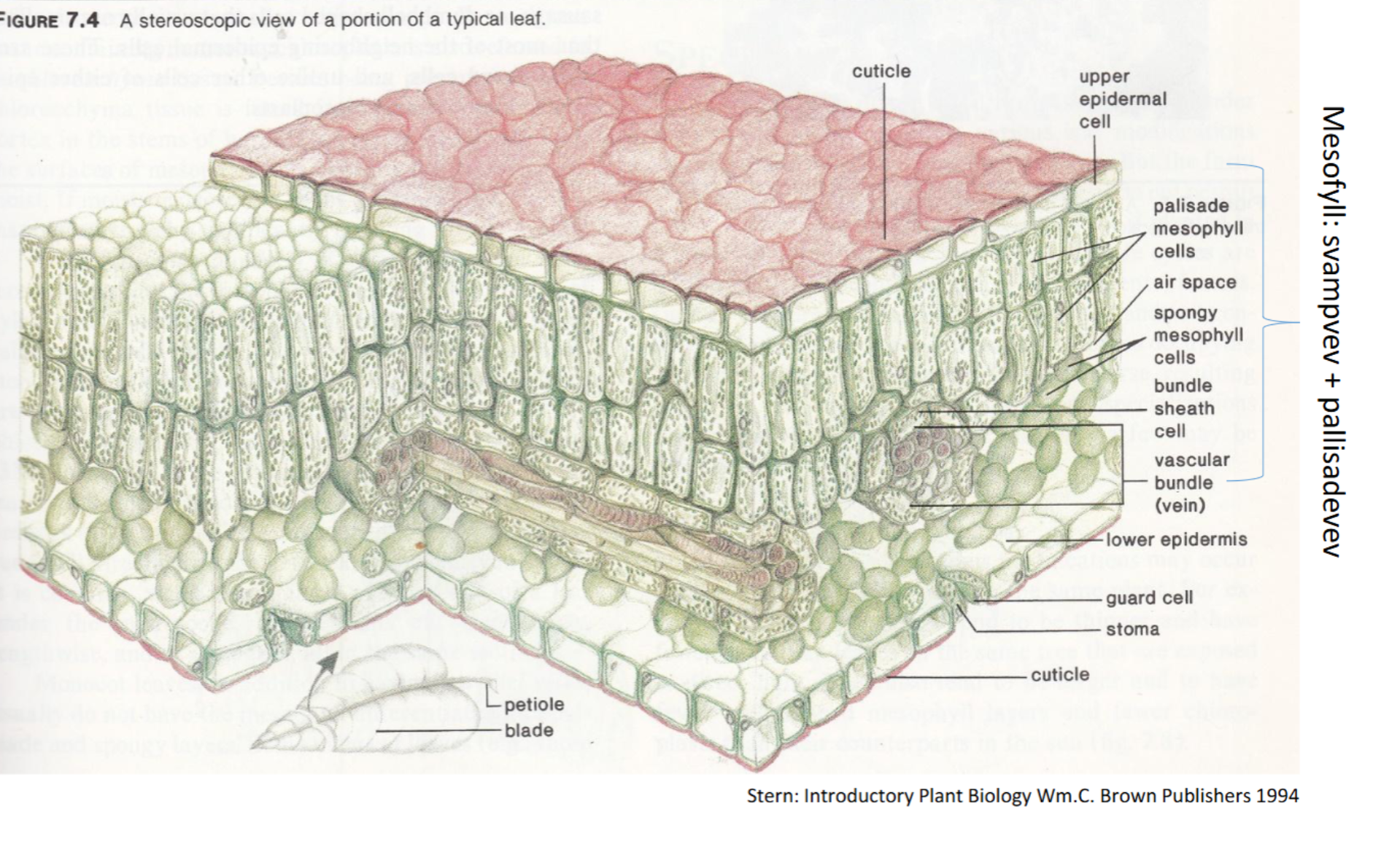 <ol><li><p>Kutikula- Et tynt vokslag som beskytter mot fordamping og mekanisk skade</p></li><li><p>Epidermis- består av tette celler som danner en beskyttende overflate</p></li><li><p>Mesofyllet er midtvevet som består av Pallisadevev (Tettpakkede, sylindriske celler som har kloroplaster→ fotosyntese her) og svampevev (ligger under pallisadevevet, og består av løst ordende celler med store luftrom. Her skjer gassutveksling)</p></li><li><p>nedre epidermis- Spalteåpninger (stomata) for gassutveksling og hår (trikomerer) til beskyttelse eller utskilelse av sekret</p></li></ol><p></p>