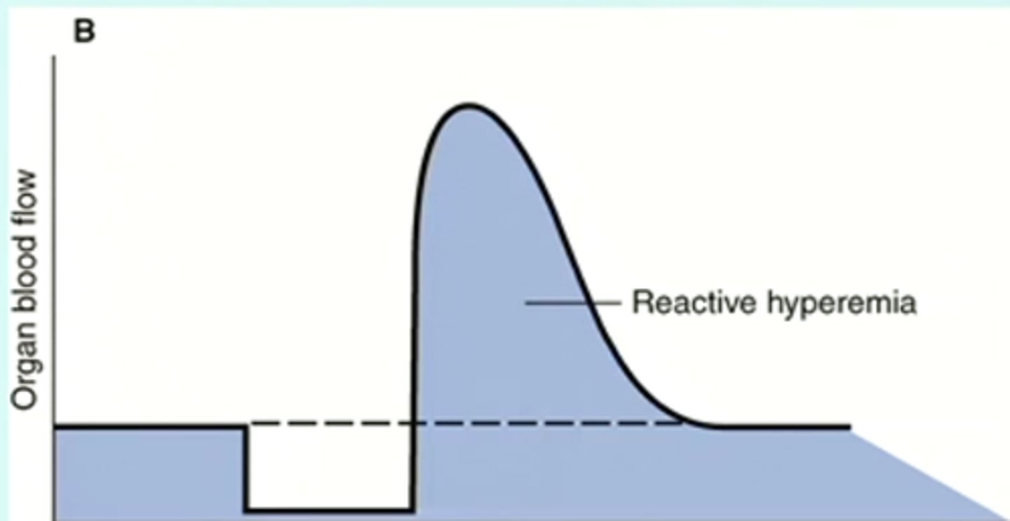 <p>redness of the skin resulting from dilation of the superficial capillaries</p>