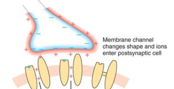 <p>active chemical synapse </p>