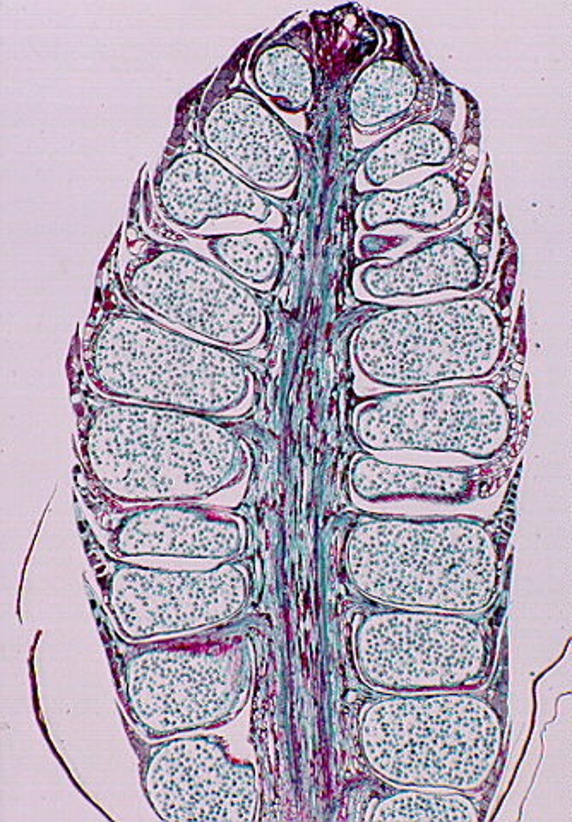 <p>Produced by small male cones and will develop into male gametophytes or pollen grains</p>