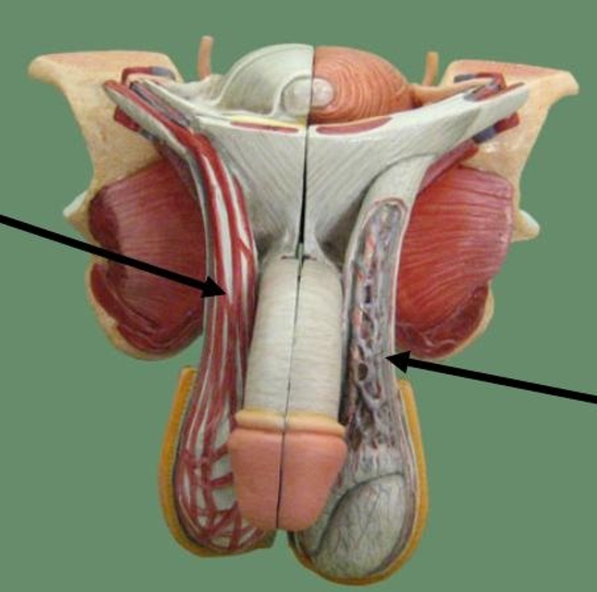 <p>spermatic artery, spermatic vein, spermatic nerve, and ductus deferens</p>