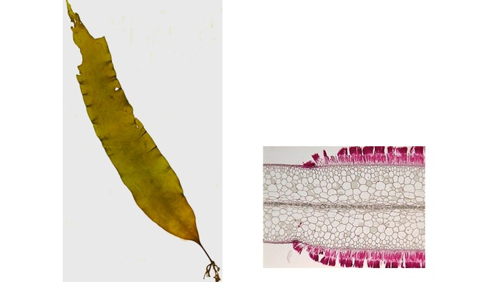 <p><span><span>To what Order does this specimen belong?</span></span></p><p><span><span>Fucales</span></span></p><p><span><span>Ectocarpales</span></span></p><p><span><span>Laminariales</span></span></p><p><span><span>Dictyotales</span></span></p>