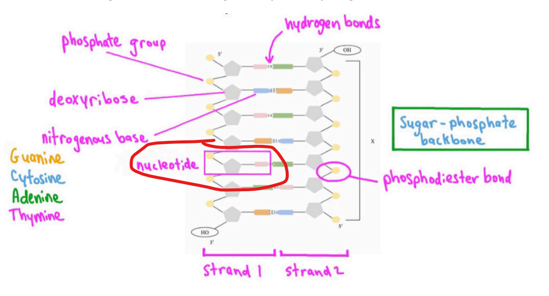 <p>Units of DNA that combine a phosphate group, deoxyribose sugars, and nitrogenous bases (A, T, G, C) </p>