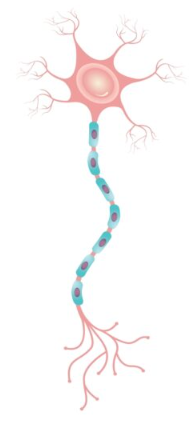 <ul><li><p>(motor neurons)</p></li><li><p>communicates instructions from brain to body (muscles)</p></li></ul><p></p>
