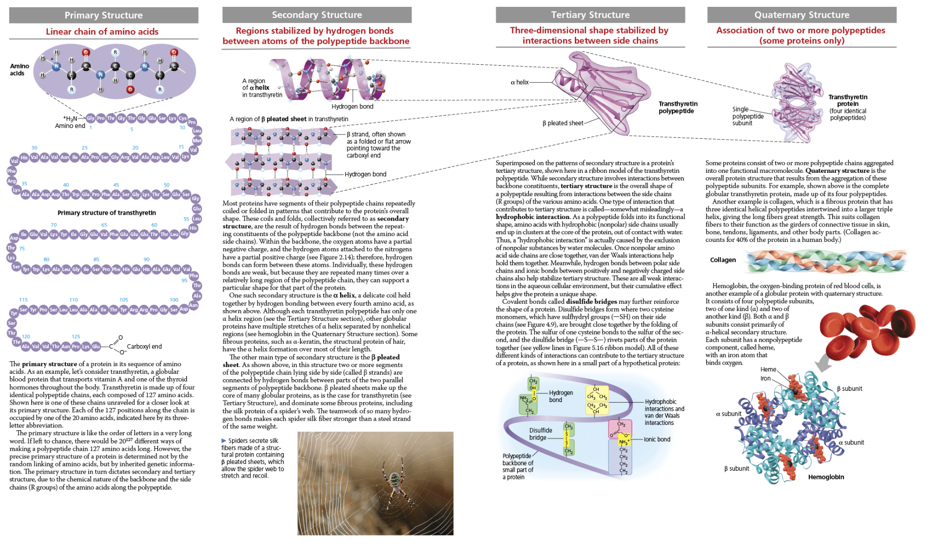 <p><span>4 types of structure in final protein shape</span></p><ul><li><p><span>Primary structure</span></p><ul><li><p><span>Order of letters in a long word</span></p></li></ul></li><li><p><span>Secondary structure</span></p><ul><li><p><span>The result of H-bonds between the repeating constituents of the polypeptide backbone</span></p><ul><li><p><span>Alpha helix or beta pleated sheets</span></p></li></ul></li></ul></li><li><p><span>Tertiary structure</span></p><ul><li><p><span>The overall shape of a polypeptide results from interactions between R groups, rather than interactions between backbone constituents</span></p></li></ul></li><li><p><span>Quaternary structure (only some proteins have this)</span></p><ul><li><p><span>Two or more polypeptide chains forming subunits</span></p></li></ul></li></ul><p></p>