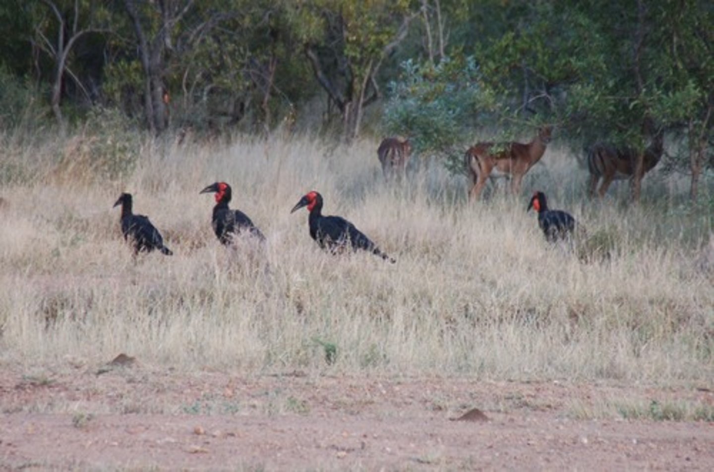 <p>khu bảo tồn (The safari took us through a beautiful game reserve.)</p>