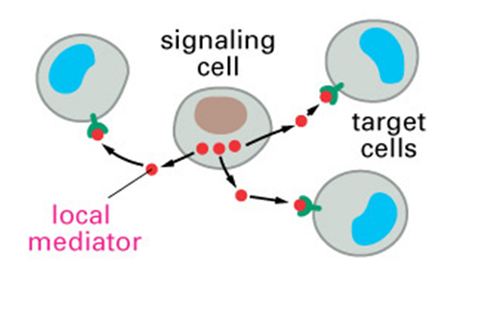 <p>type of cell communication in which chemical messengers are detected by nearby cells</p>