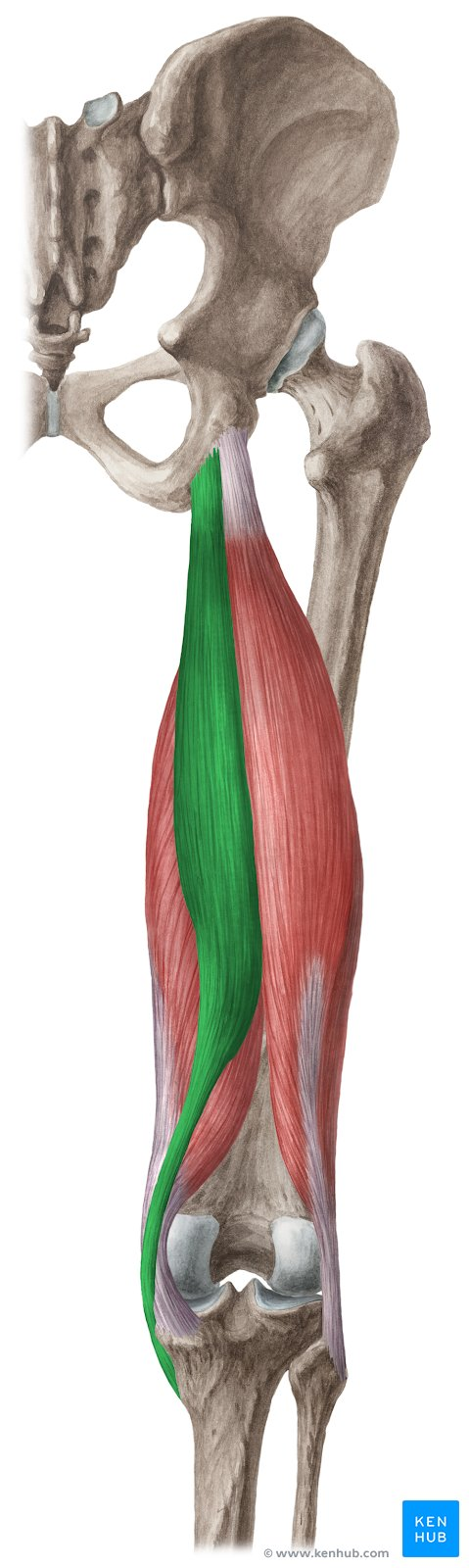 <p>a long superficial muscle in the back of the thigh. Collectively with the other two muscles of the posterior compartment of the thigh, works to extend at the hip and flex at the knee</p>