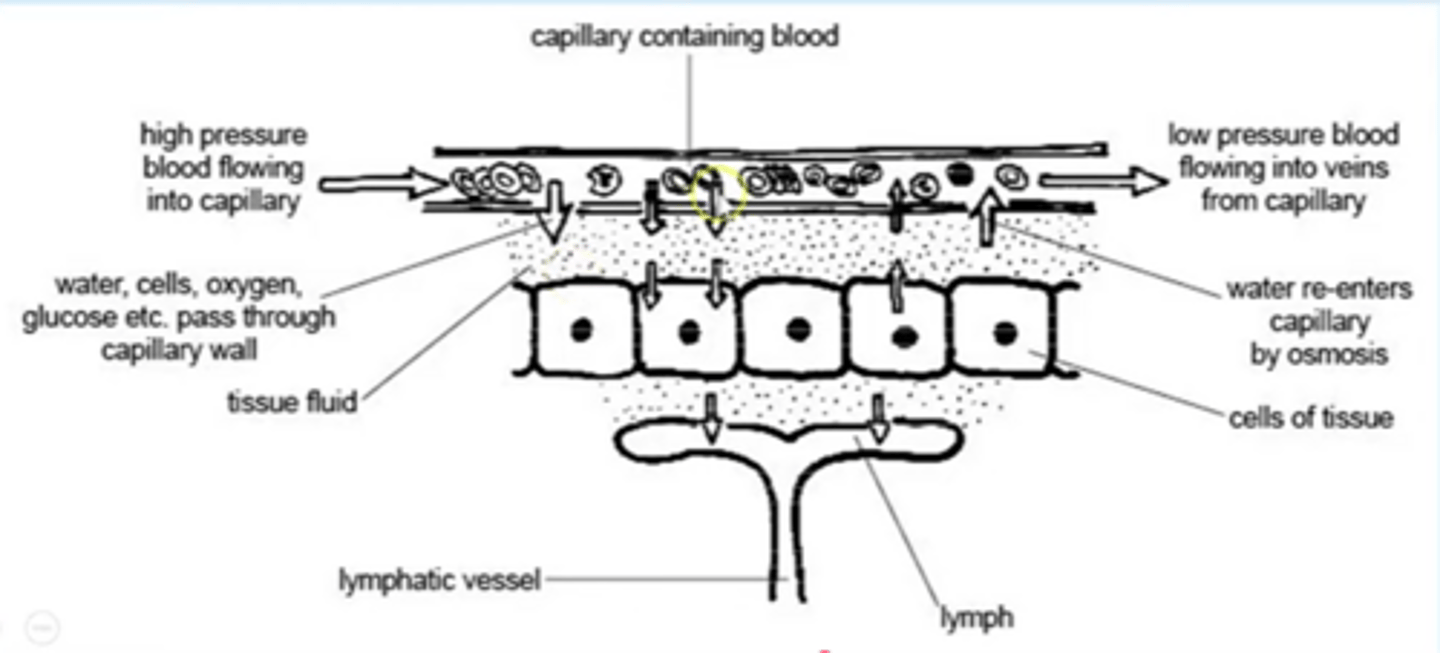 <p>At the venule end of capillaries:</p><p>1. Hydrostatic pressure reduces as fluid leaves capillary (also due to friction)</p><p>2. Tissue fluid is forced back into the capillaries by the higher hydrostatic pressure outside them, down the pressure gradient.</p><p>3. Plasma proteins and large molecules remain while most of liquid forced out capillary, Increasing conc, lowers Ψ in capillary below that of tissue fluid</p><p>4. Water enters capillaries from tissue fluid by osmosis, down a water potential gradient</p><p>5. The water being reabsorbed into the capillaries also contains dissolved waste metabolic products like carbon dioxide (from respiration) and urea which is taken away by the blood to be removed from the body.</p><p>6. Excess water taken up by lymph capillaries and returned to circulatory system through veins</p>