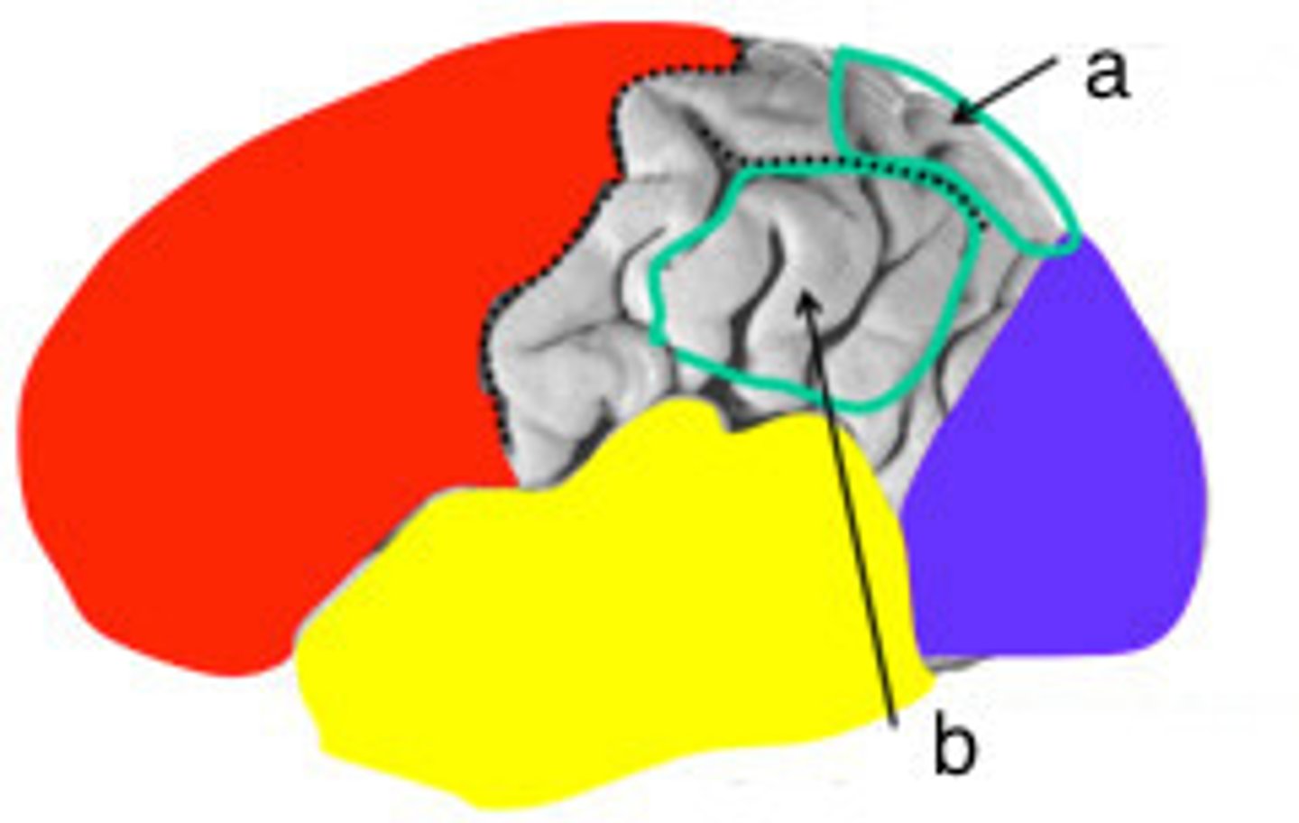 <p>ID B</p>