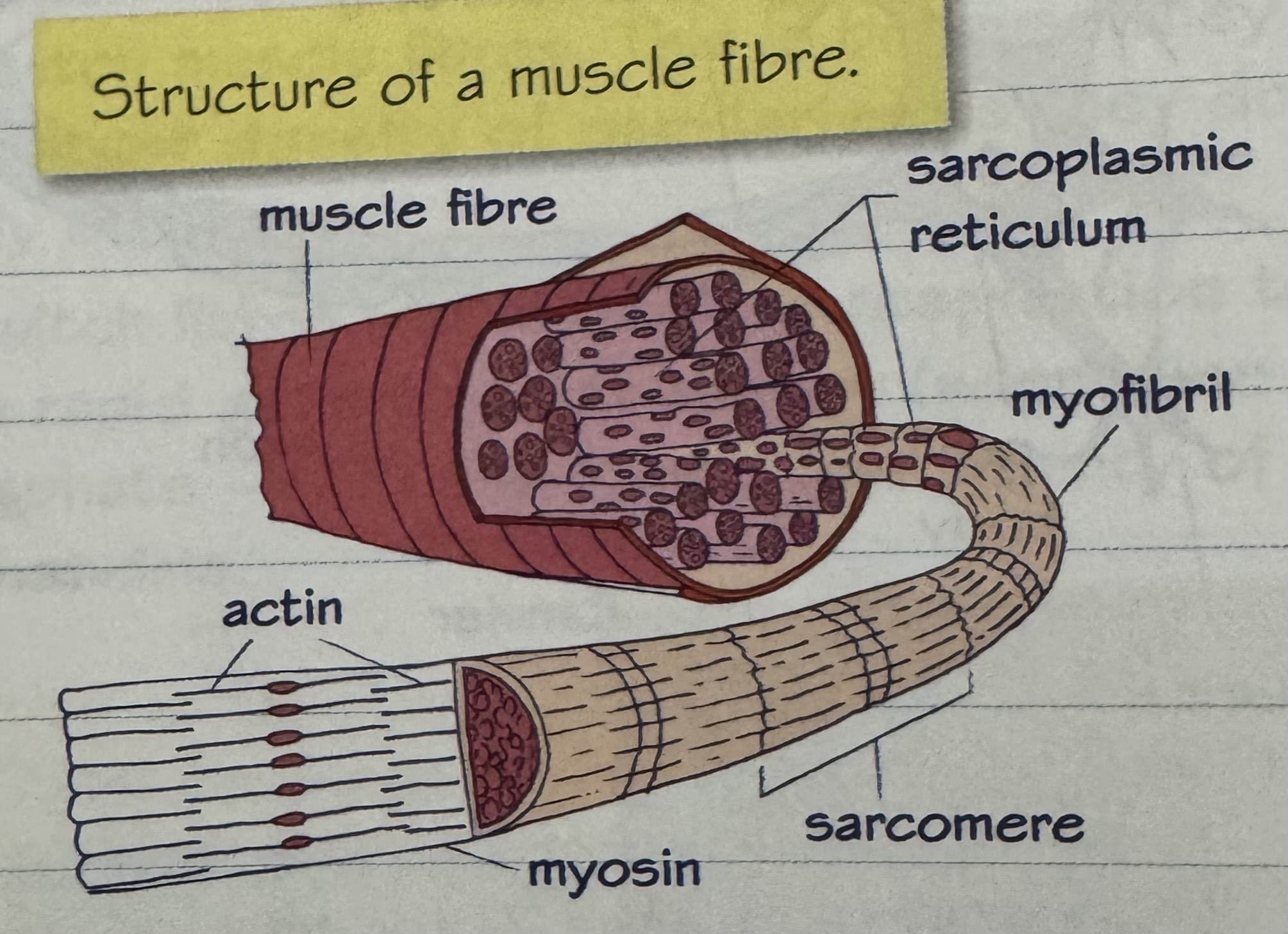 knowt flashcard image