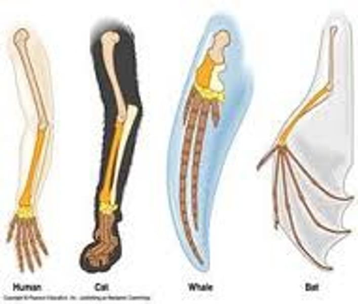 <p>Darwin hypothesized that all living things are derived from common ancestors</p>