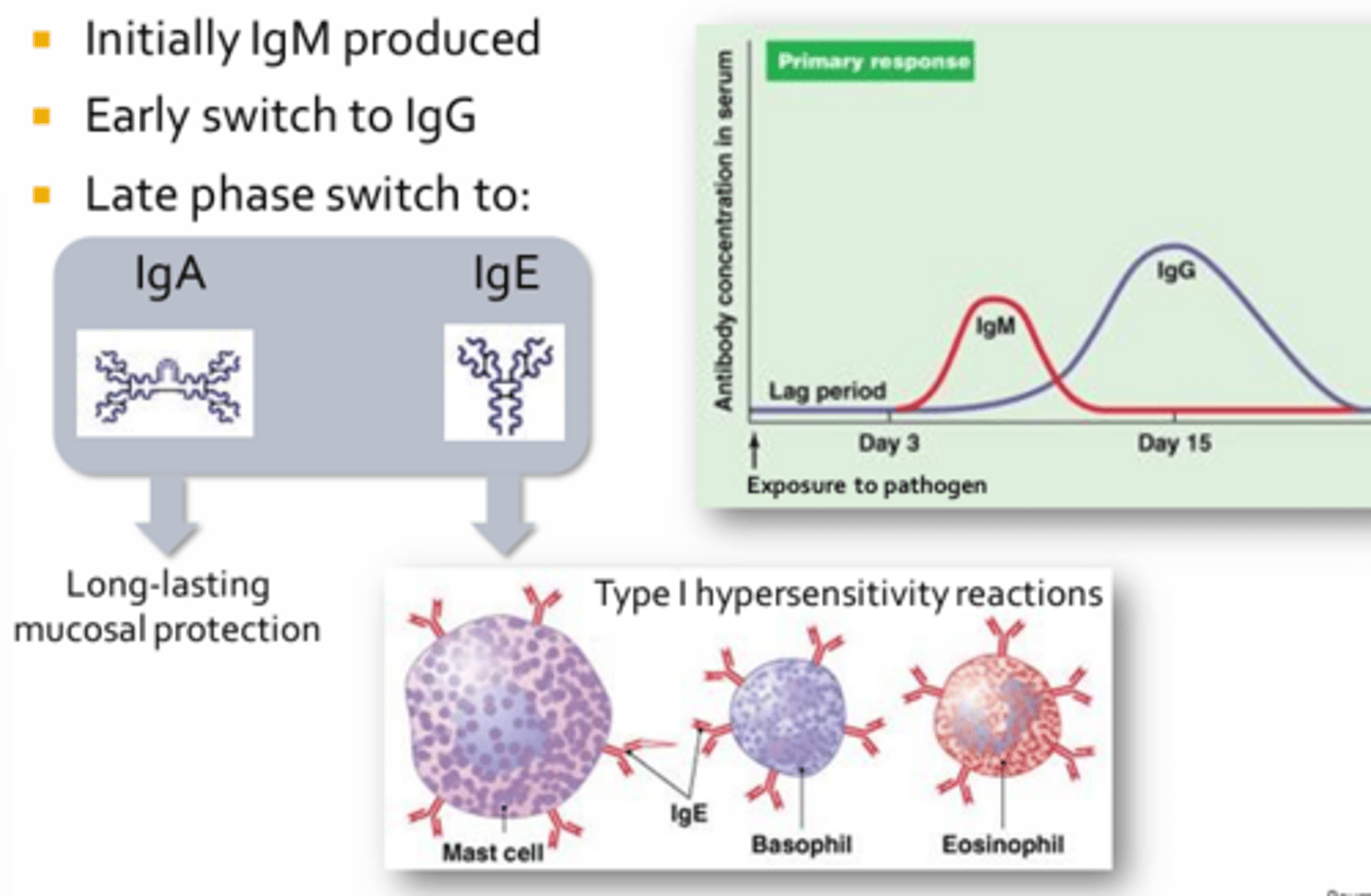 <p>- Plasma cells will undergo class switching, where the type of antibody produced will change</p><p>- Largely involves an alteration in the stem or Fc region of an antibody</p><p>- All humoral responses begin with production of IgM antibodies which are largely restricted to the circulation and exhibit a broader binding specificity than other antibody classes</p><p>- Then, many plasma cells begin to secrete IgG</p><p>- These antibodies tend to have a greater specificity and affinity for antigens than IgM</p><p>- A small proportion of plasma cells will undergo a second class switch during the tail-end of the humoral response</p><p>- This class switch may result in the secretion of IgA antibodies that confer long-lasting protection to mucosal surfaces including the GI, resp, reproductive, and urinary tracts</p><p>- Late phase class switching may result in the production of IgE, which coats the surface of mast cells, basophils, and eosinophils (role in hypersensitivity reactions)</p>