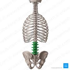 <p><span>lower back to sacrum</span></p>