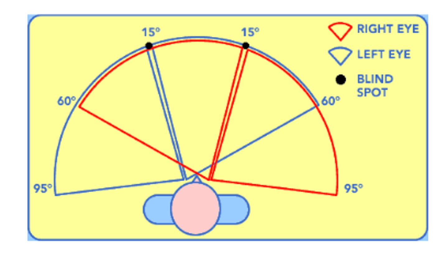 <p>The extent of visual space seen by each eye </p>