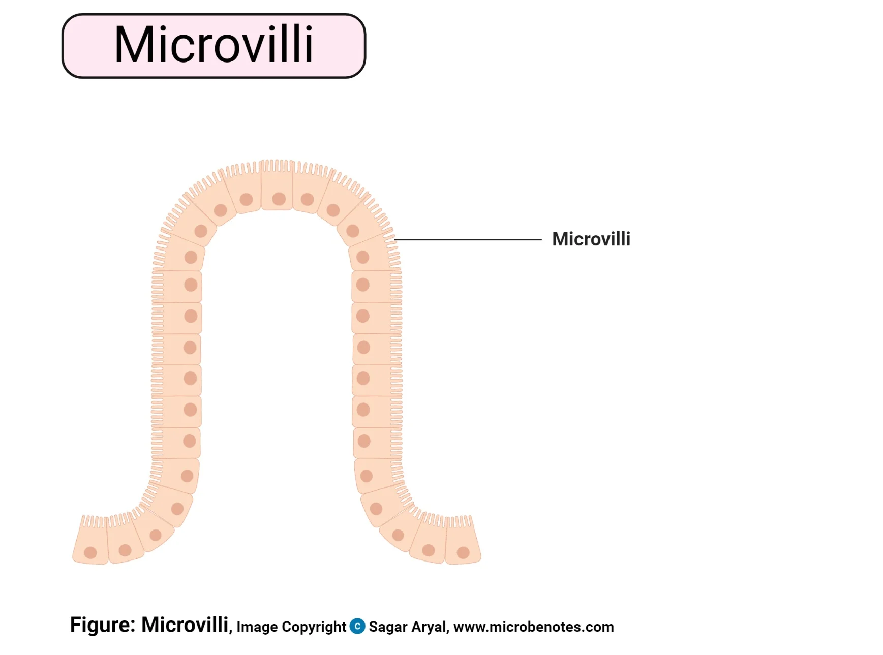 <p><strong>Microvilli</strong></p>