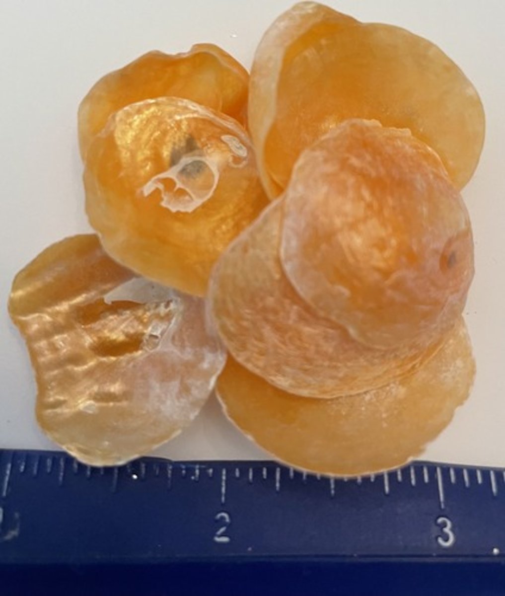 <p>jingle shells</p>