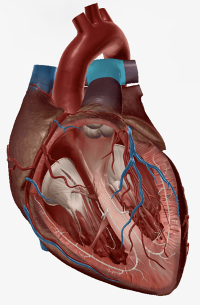 <p>carries blood from right ventricle to pulmonary arteries</p>