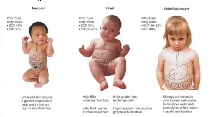 <ul><li><p><strong>Newborn</strong>:</p><ul><li><p>Brain &amp; skin occupy a greater proportion of body weight &amp; are high in interstitial fluid.</p></li></ul></li><li><p><strong>Infant</strong>: </p><ul><li><p>High body surface area promotes fluid loss, 5-6x greater fluid exchange daily, little fluid reserve in intracellular fluid, &amp; high metabolic rate requires high fluid intake.</p></li></ul></li><li><p><strong>Child/Adolescent:</strong></p><ul><li><p>Kidneys are immature until 2 yr old &amp; unable to conserve water &amp; electrolytes or fully assist in acid-base balance.</p></li></ul></li></ul><p></p>