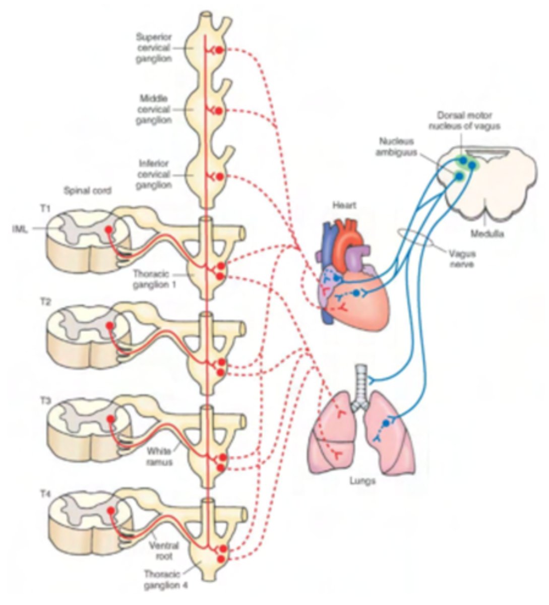 <p>Found at the level of the bifurcation of the trachea. </p><p>We find both anterior (over the trachea, along with the deep</p><p>cardiac plexus) and posterior (over the esophagus) pulmonary plexuses.</p><p>- Sympathetic effect: bronchodilation</p><p>- Parasympathetic effect: bronchoconstriction</p>