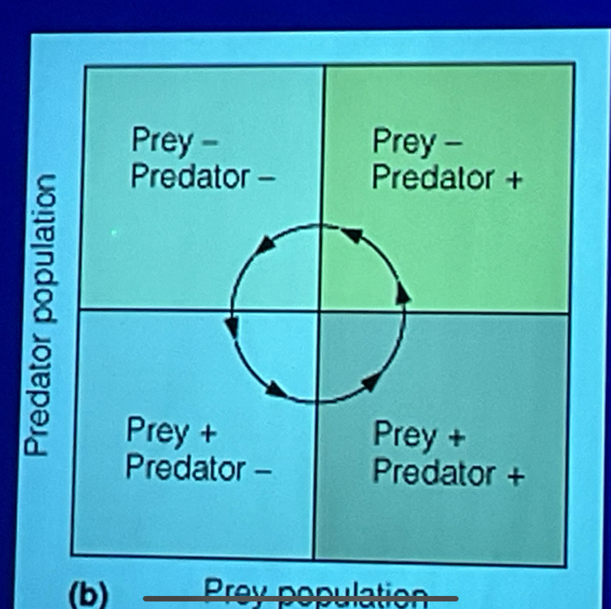 <p>dNh/dt= rhNh-aNhNp. Nh= prey population, Np= predator population r- reproduction, a= capture efficiency (rate of predation) dNp/dt= baNhNp- mpNp, b =conversion of prey into pred offspring, m=predator deaths. Growing rate of prey pop=0. When Np=rh/a, grows when Np&lt; rh/a, decreases if Np&gt;rh/a. Growth rate of predator population = 0. When Nh=mp/ba increase if Nh&gt; mp/ba, decrease if Nh&lt; mp/ba </p>